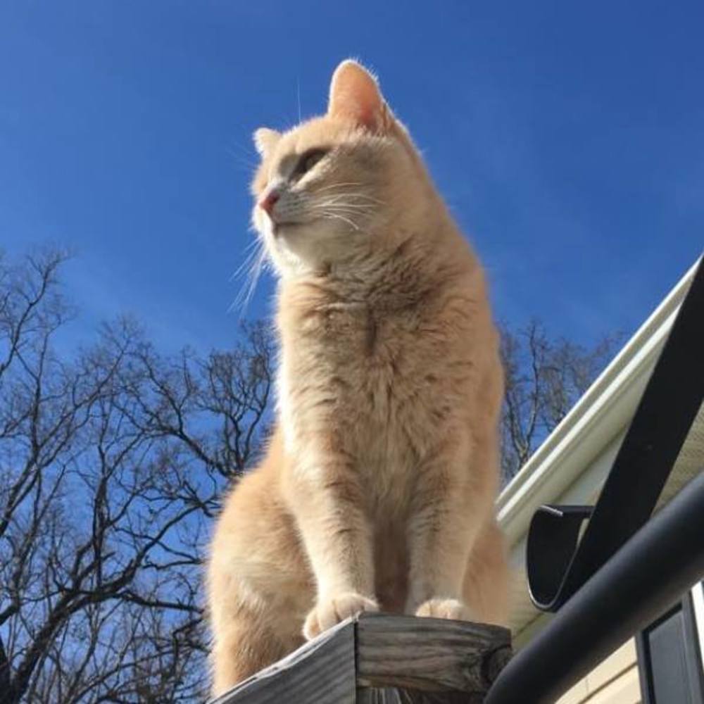 Meet your Posher, Denise